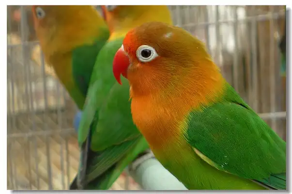 How long can you live with a parrot?