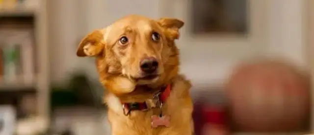 You don't understand the eight manifestations of dog fear