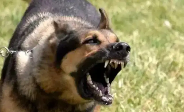 Bad dog bites to death, dog owners claim compensation, $16,000