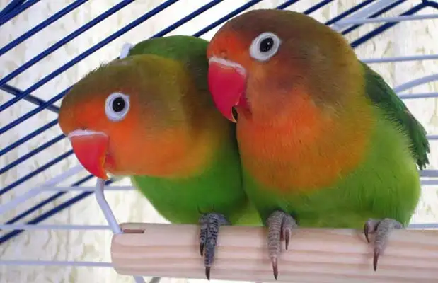 How long can you live with a parrot?