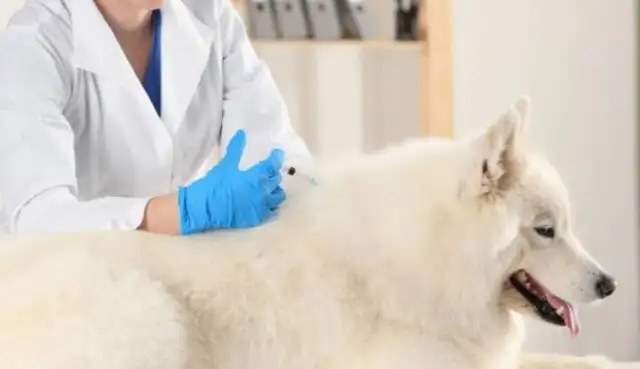 You don't have to re-injecting them while you're inoculation