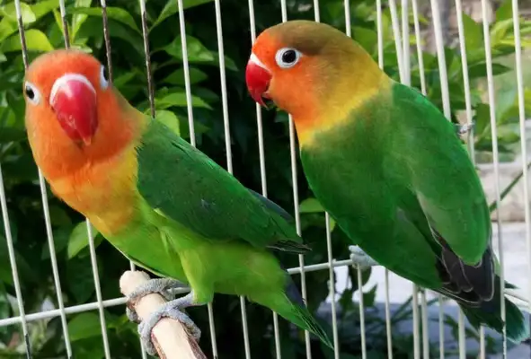 How long can you live with a parrot?