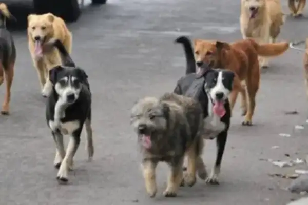 Because my family's dog called the police and the residents were affected by dogs. Police