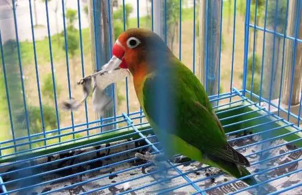 How long can you live with a parrot?
