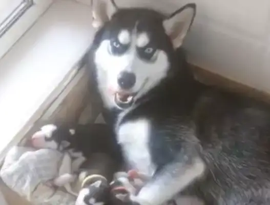Master's away from work, he's home looking after the dog baby, he's home laughing