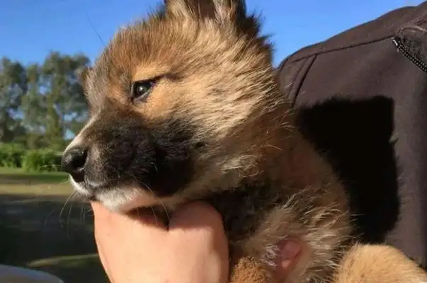 Pick up a little dog and take it to check it out