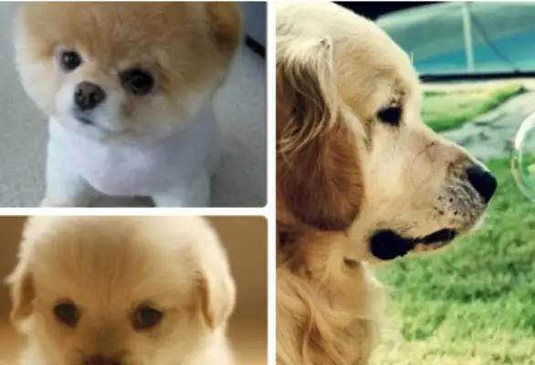 The dog was killed and the owner put in a slow-down sign warning the speeding driver