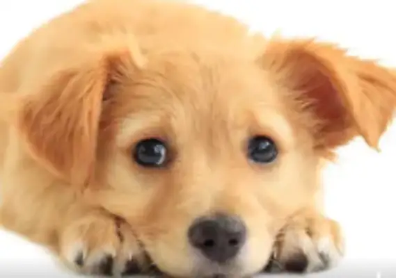 Central Asia bites a dog