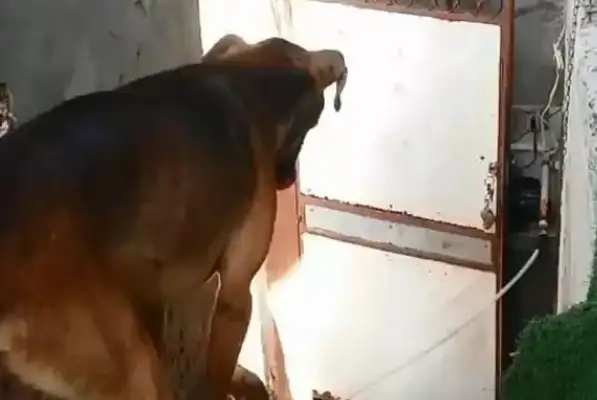 Every day a stray dog crouchs at a roadblock and expects a hug