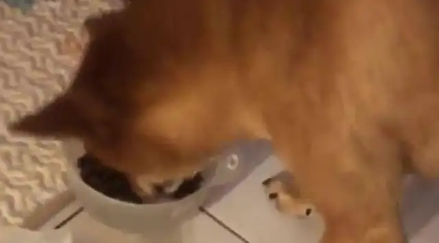 The dog has to go back to his master for a bite