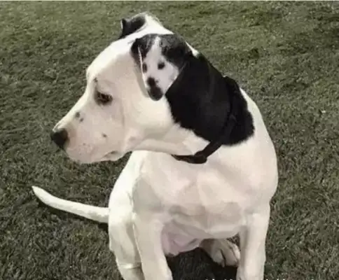 "This dog should only be in the sky."