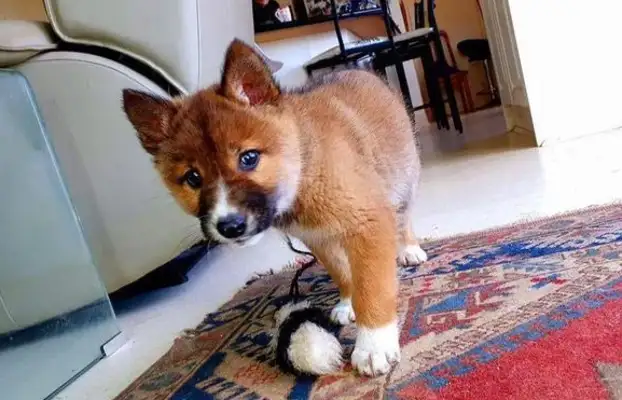 Pick up a little dog and take it to check it out