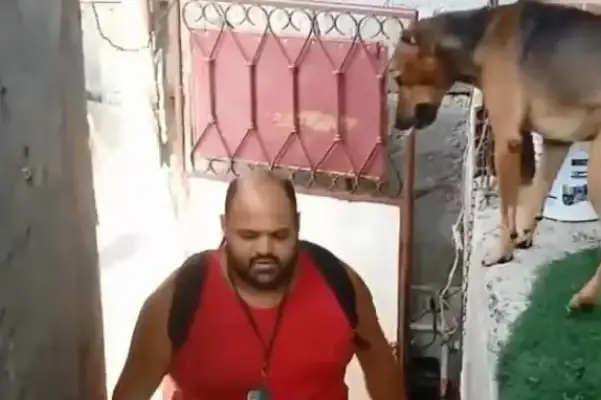Every day a stray dog crouchs at a roadblock and expects a hug
