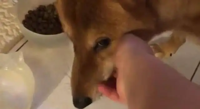 The dog has to go back to his master for a bite