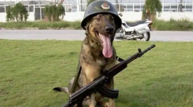 Why can't a Chinese dog be a military dog