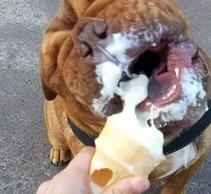 The master fed the dog ice cream, and his eyes were closed and his mouth was wide open: the world was delicious