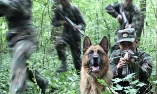 Why can't a Chinese dog be a military dog