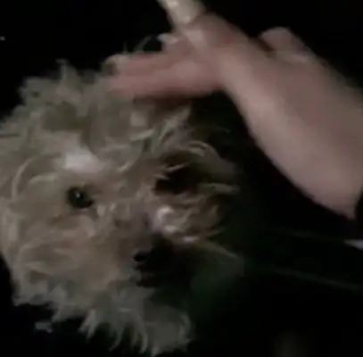 The stray dog's on the street, the girl's hesitating to turn around