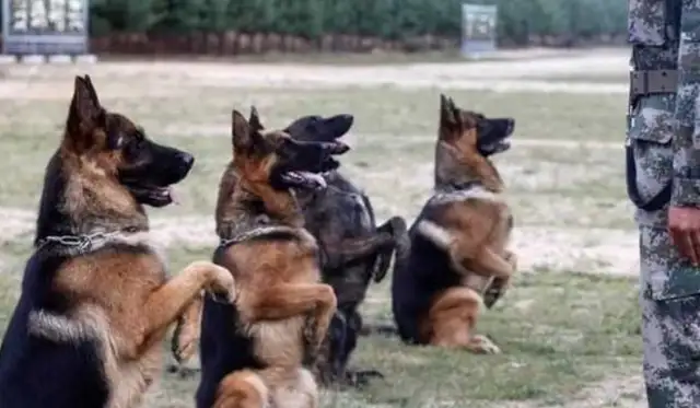 Why can't a Chinese dog be a military dog