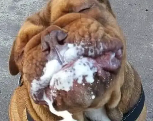 The master fed the dog ice cream, and his eyes were closed and his mouth was wide open: the world was delicious