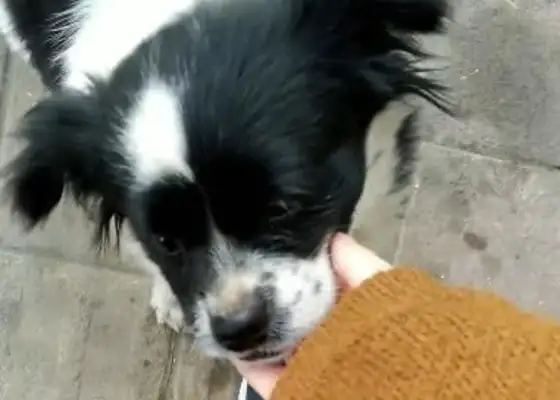 Picked up a stray dog, took it home, and the old man said, "It's so bad to have a dog like this."