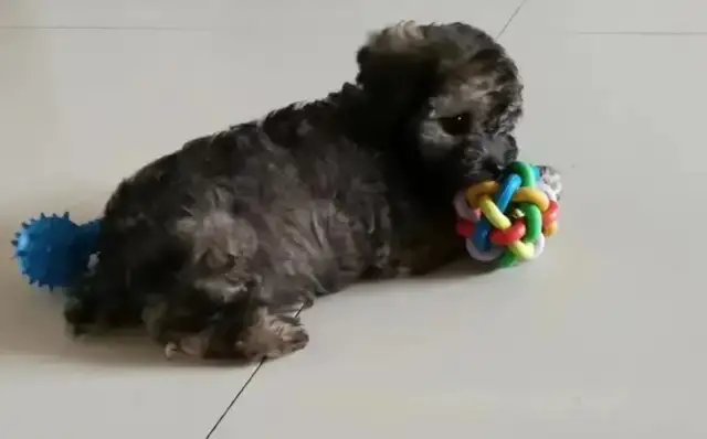 Buying a dog boss says it's gray, the longer the better, the better