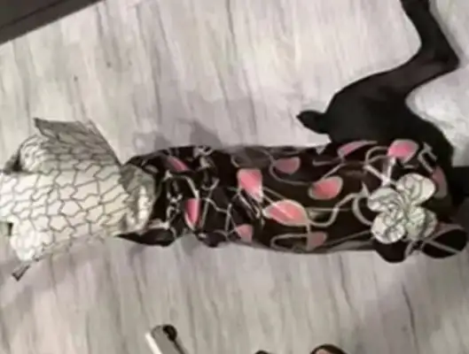 She dressed the dog with her heart, and when the dog showed up, the netizens: Too pretty to be scared