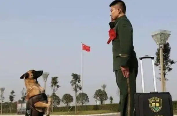 Why can't a Chinese dog be a military dog
