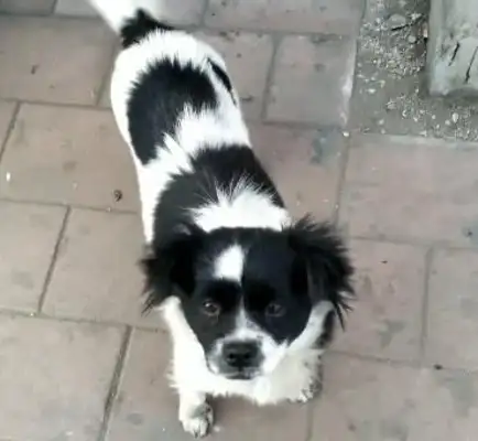 Picked up a stray dog, took it home, and the old man said,