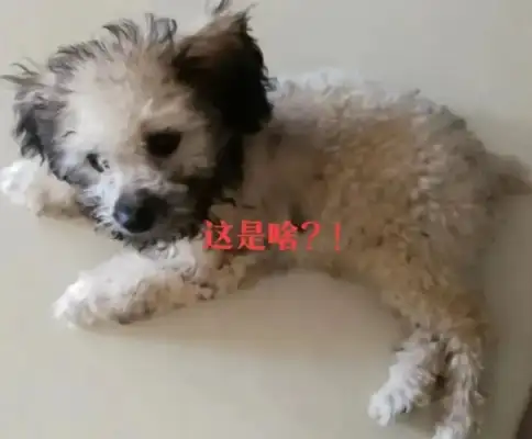Buying a dog boss says it's gray, the longer the better, the better