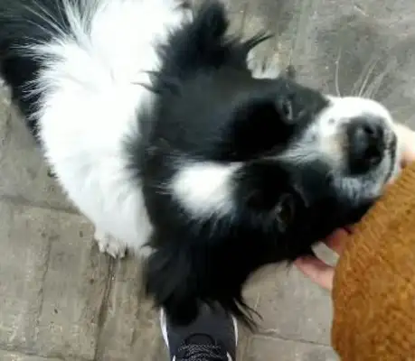 Picked up a stray dog, took it home, and the old man said,