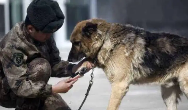 Why can't a Chinese dog be a military dog