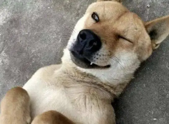 Why can't a Chinese dog be a military dog