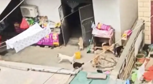 The couple had a total of 30 dogs and 20 cats. The pension was all for feeding