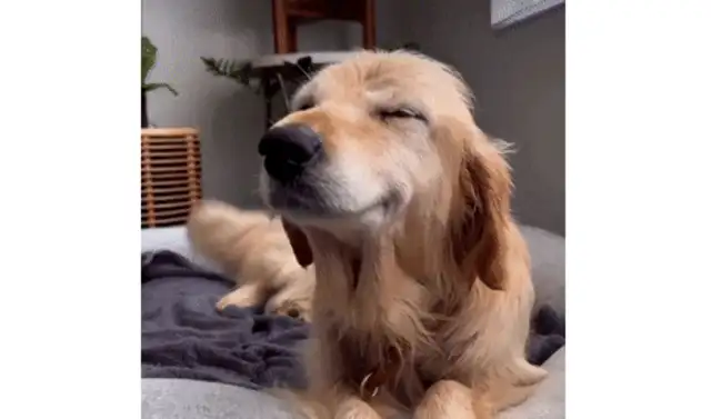 After the adoption of the 10-year-old stray dog, he laughed: