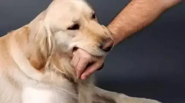 Don't panic about dog bites
