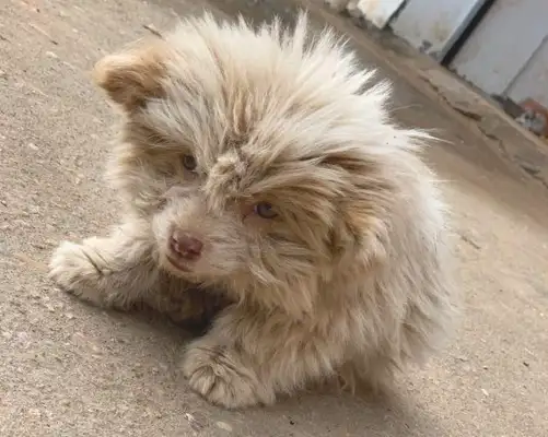 She ran over a stray dog, and she was in the ground