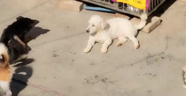 The couple had a total of 30 dogs and 20 cats. The pension was all for feeding