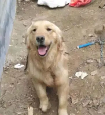 Blonde was raised as a dog for six months. I knew you'd pick me up