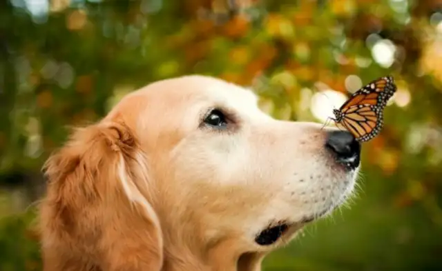 Money's only for big dogs. It can be found wherever it is hidden