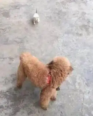 A small, abandoned cat, chasing a puppy as a mother, and being brought home with his success