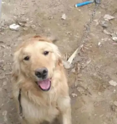 Blonde was raised as a dog for six months. I knew you'd pick me up
