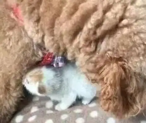 A small, abandoned cat, chasing a puppy as a mother, and being brought home with his success