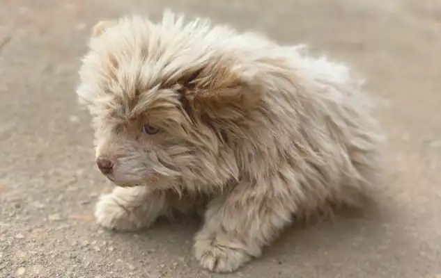 She ran over a stray dog, and she was in the ground
