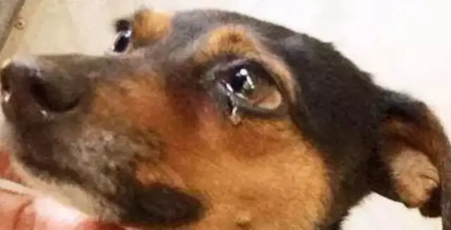 The mother of a stray dog just gave birth to her baby and witnessed the most tragic thing