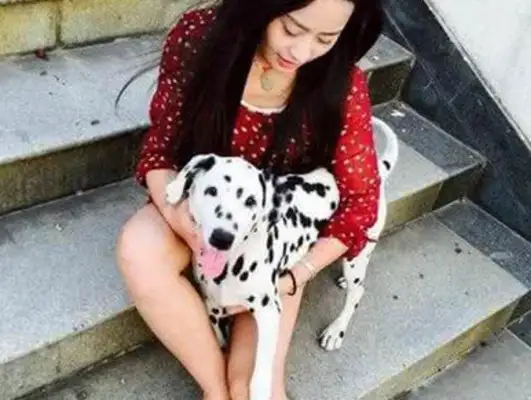 Seven good dogs have a high rate of return, but they're less pathetic in life