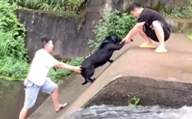 Just pulled the dog out of the river, and he turned and jumped into the river