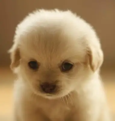 The dog was killed after three years