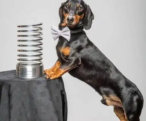 The dog learned the top ball, so the master put it on top of something else