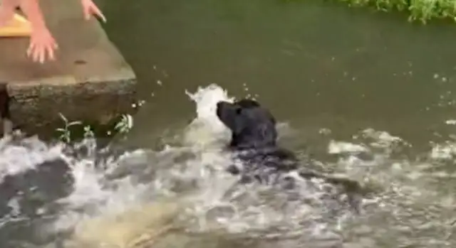 Just pulled the dog out of the river, and he turned and jumped into the river